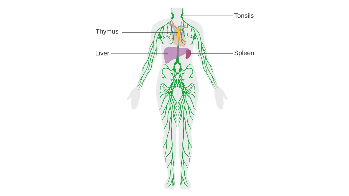 Caregiver Breast Cancer Support — anatomical diagram of the human lymphatic system showing lymph nodes and vessels for clinical navigation
