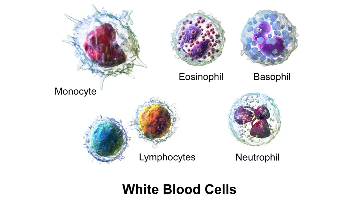 Caregiver Breast Cancer Support — labeled diagram of white blood cells including neutrophils for chemotherapy infection monitoring