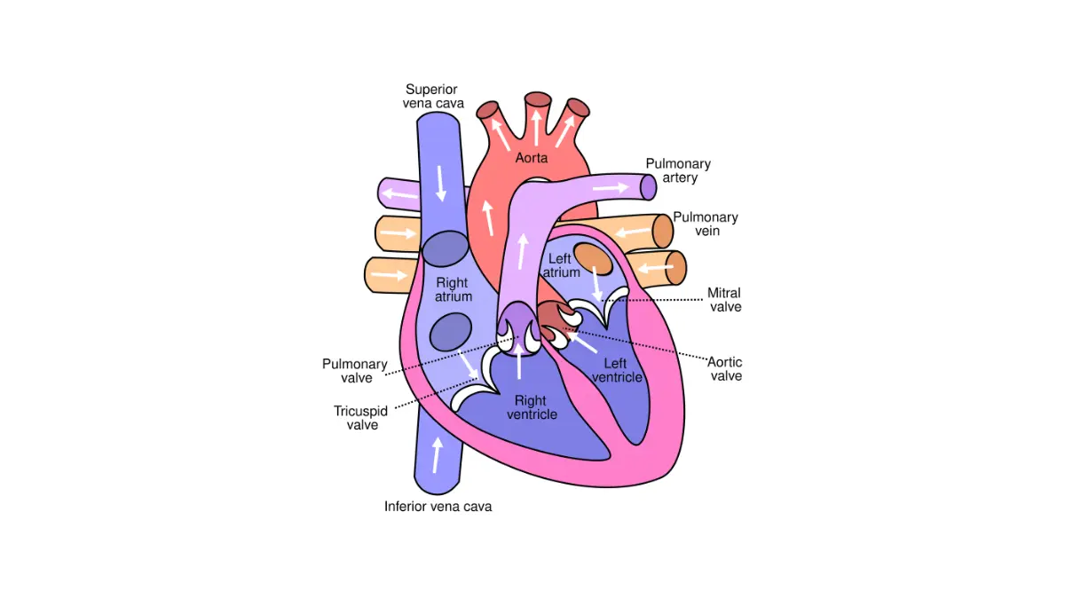 Chemo side effects heart diagram illustrating cardiac structures monitored for anthracycline-related cardiotoxicity.