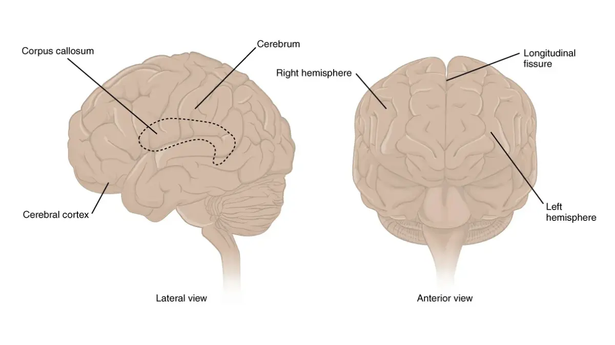 Chemo side effects brain illustration of the cerebrum highlighting regions involved in memory, attention, and cognition.
