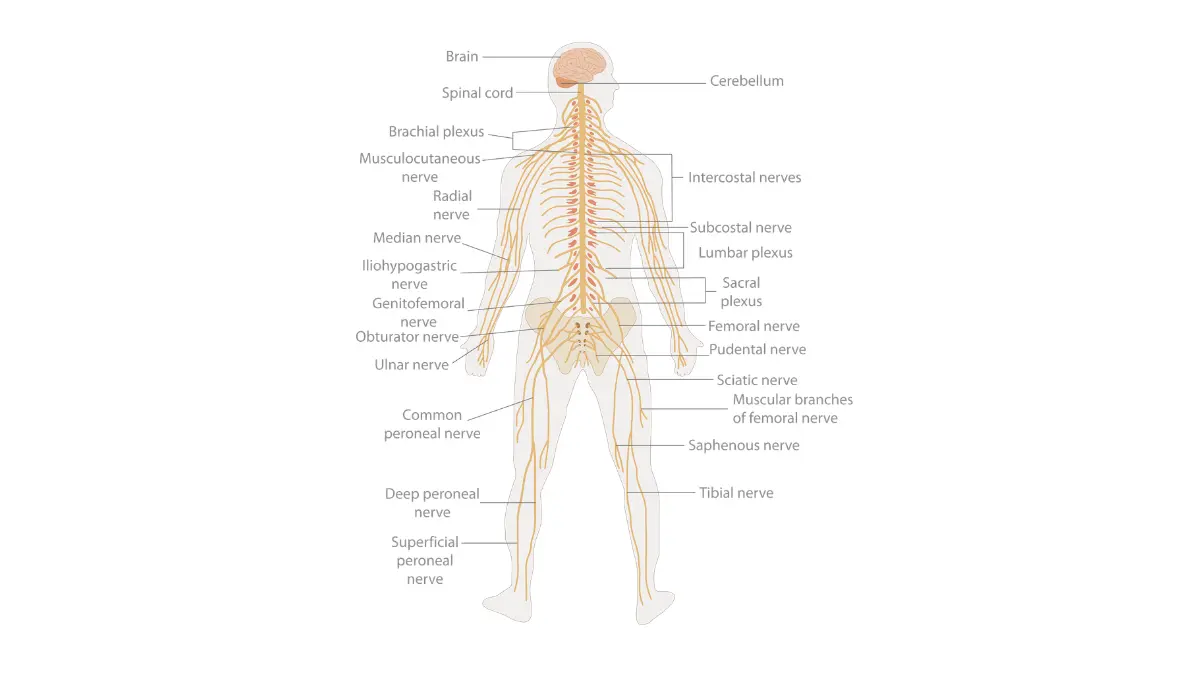 Chemo side effects diagram of the human nervous system illustrating peripheral nerves affected by taxane-induced neuropathy.