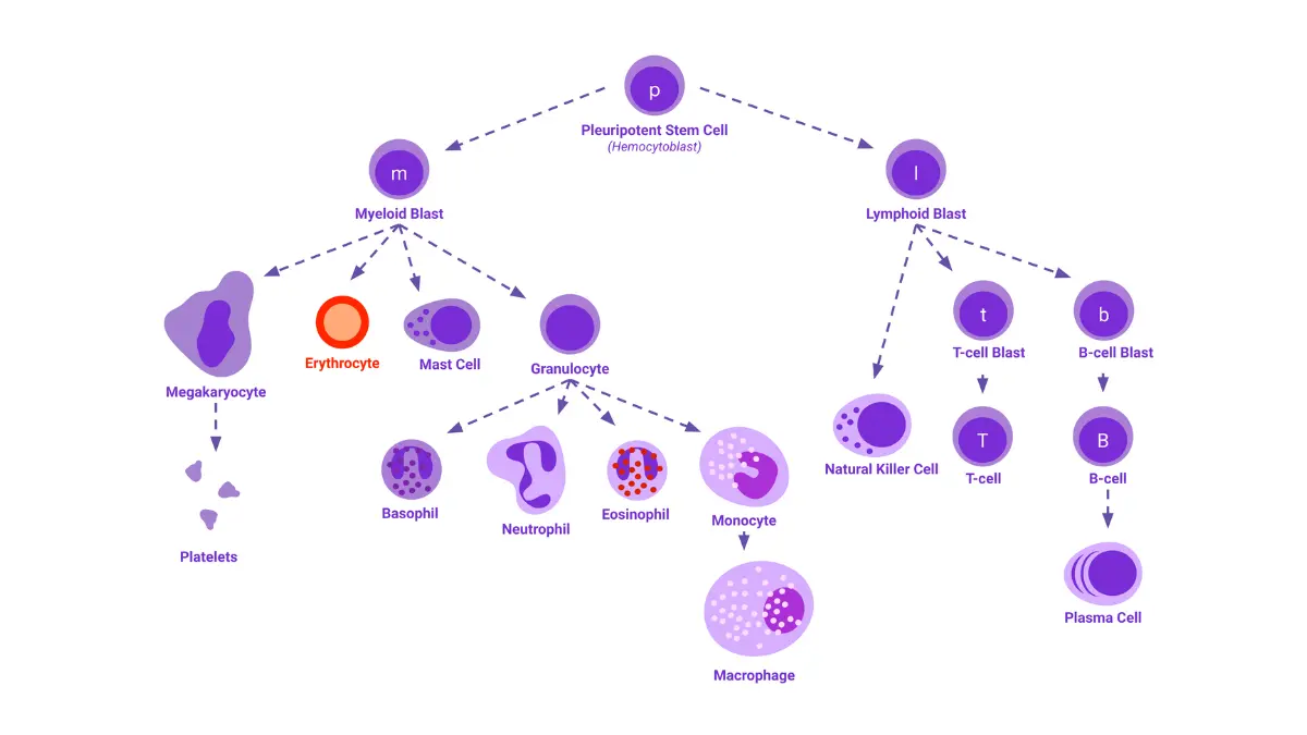 Chemo side effects graphic of white blood cells showing neutrophils and other immune cells targeted during myelosuppression.
