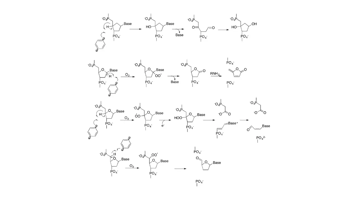 chemotherapy for lung cancer cisplatin and carboplatin drugs work by causing DNA strand damage in cancer cells shown in this mechanism diagram