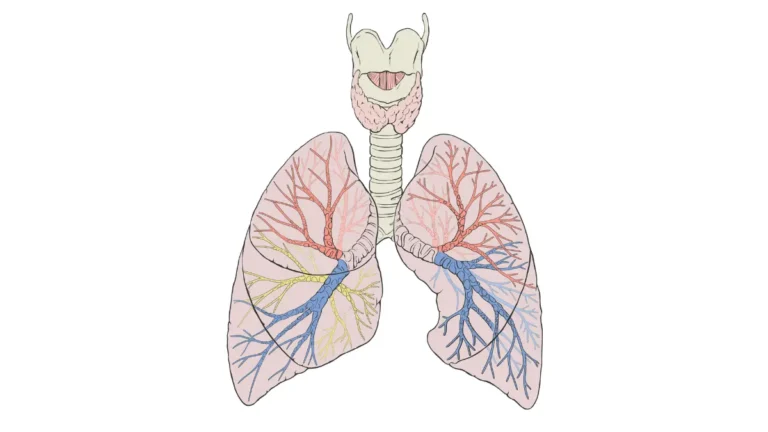 chemotherapy for lung cancer targets the bronchi bronchioles alveoli and lung tissue shown in this labeled anatomical diagram