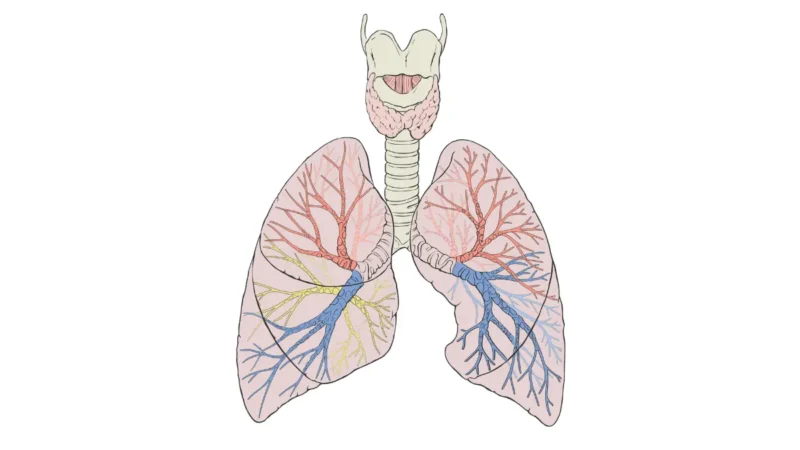 chemotherapy for lung cancer targets the bronchi bronchioles alveoli and lung tissue shown in this labeled anatomical diagram
