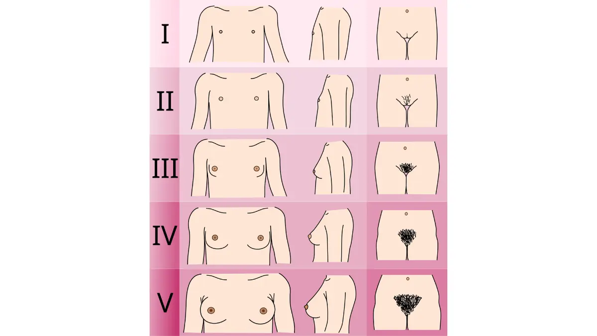 Dense breast life-stage anatomy vector showing female breast development stages relevant to understanding hormonal density changes from puberty through menopause.