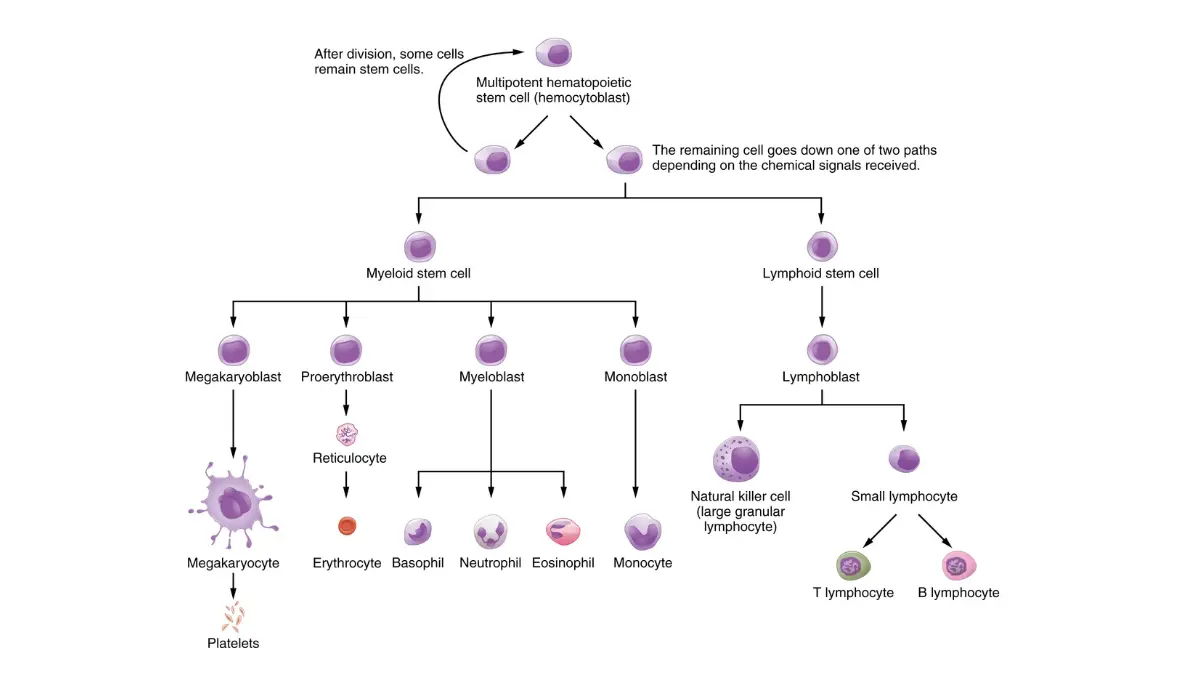 Exercise and lung cancer — hematopoiesis diagram showing bone marrow production of neutrophils and platelets suppressed by chemotherapy, which determines ANC and platelet count safety thresholds for exercise during lung cancer treatment