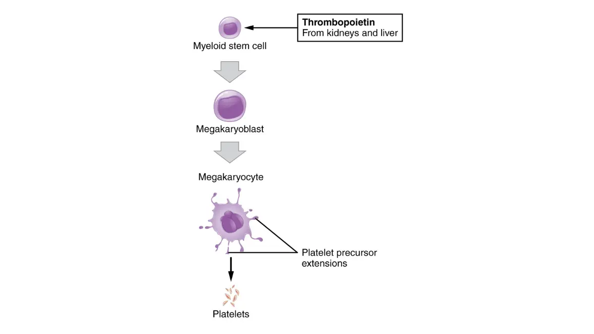 Exercise and lung cancer — platelet cells derived from megakaryocytes diagram showing the blood component whose count below 50,000 per microliter triggers exercise restriction during lung cancer chemotherapy and active treatment