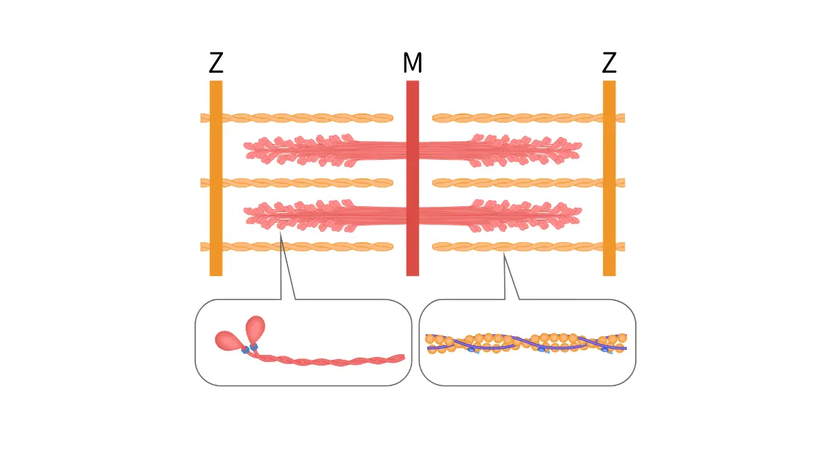 Exercise and lung cancer — skeletal muscle hierarchical structure diagram from muscle bundle to sarcomere showing fiber types targeted by aerobic walking and resistance training for lung cancer patients during treatment