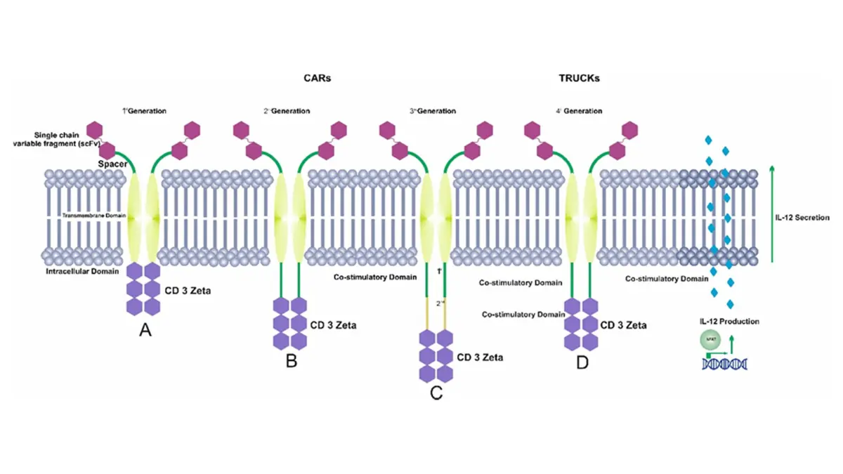 Schematic diagram of four generations of CAR-T cell therapy from first to fourth generation structure — emerging immunotherapy for lung cancer in 2026 clinical trials