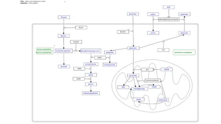 HER2-Positive breast cancer amino acid metabolism pathway illustration showing tumor metabolic activity