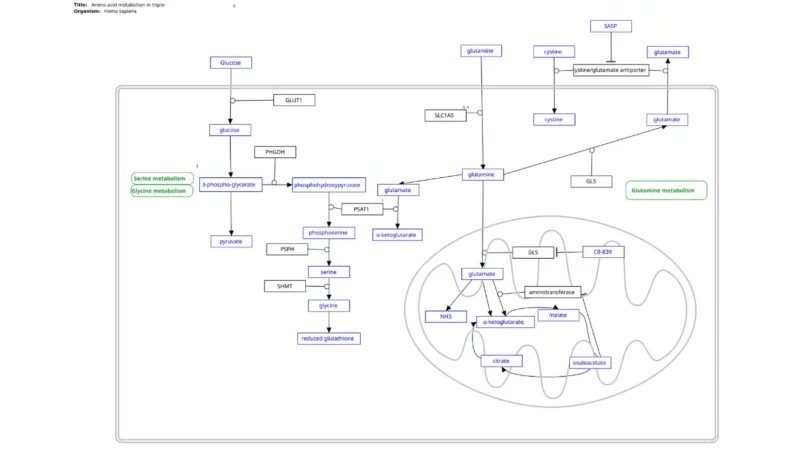 HER2-Positive breast cancer amino acid metabolism pathway illustration showing tumor metabolic activity