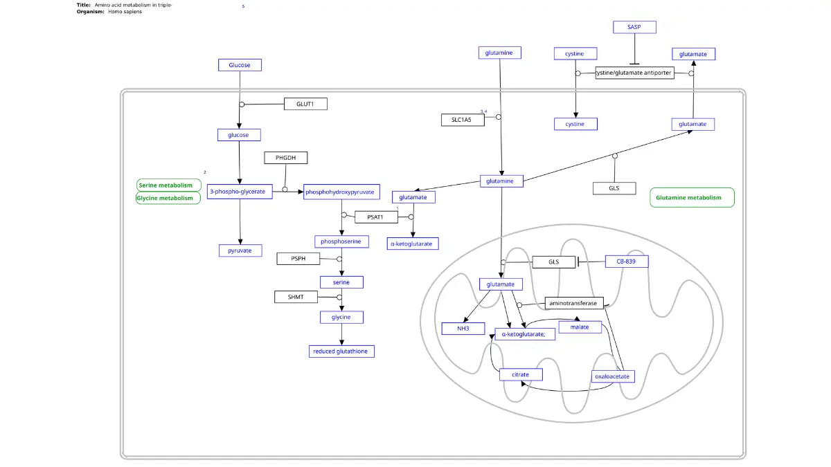 HER2-Positive breast cancer amino acid metabolism pathway illustration showing tumor metabolic activity