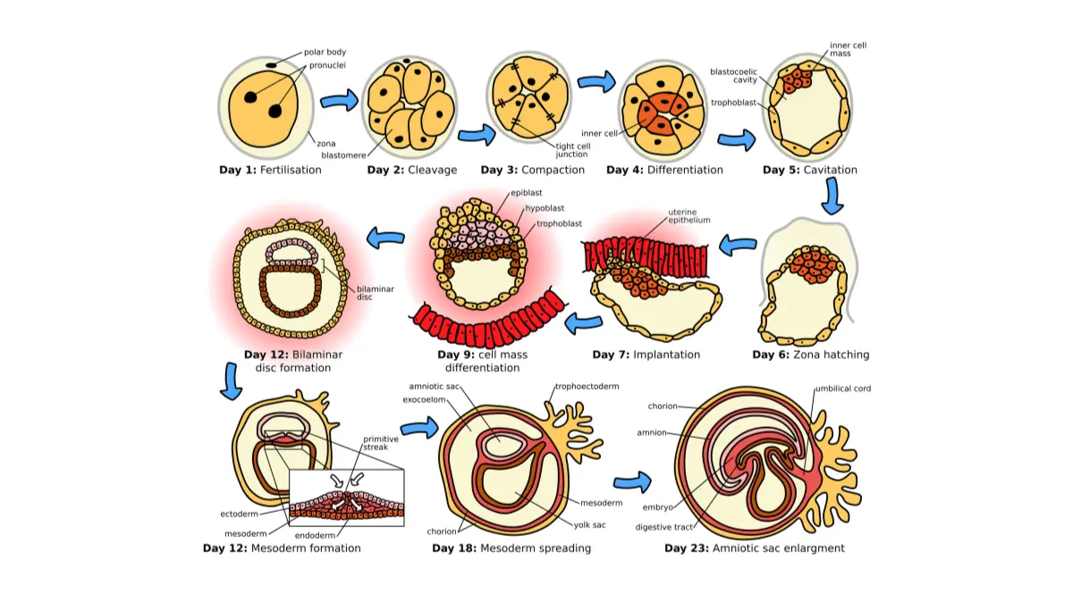 Medical vector timeline of human organogenesis from weeks 4 through 10 for Breast Cancer During Pregnancy chemotherapy safety planning.