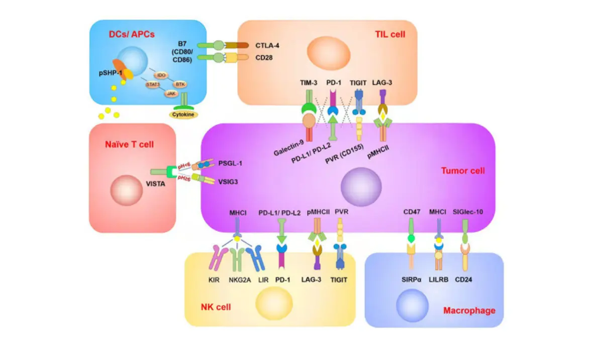 Summary diagram of immune checkpoint molecules PD-1 PD-L1 CTLA-4 expressed on T cells NK cells and tumor cells — immunotherapy for lung cancer