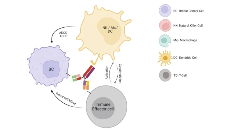 Diagram showing how bispecific antibodies direct T cells to eliminate tumor cells — immunotherapy for lung cancer mechanism