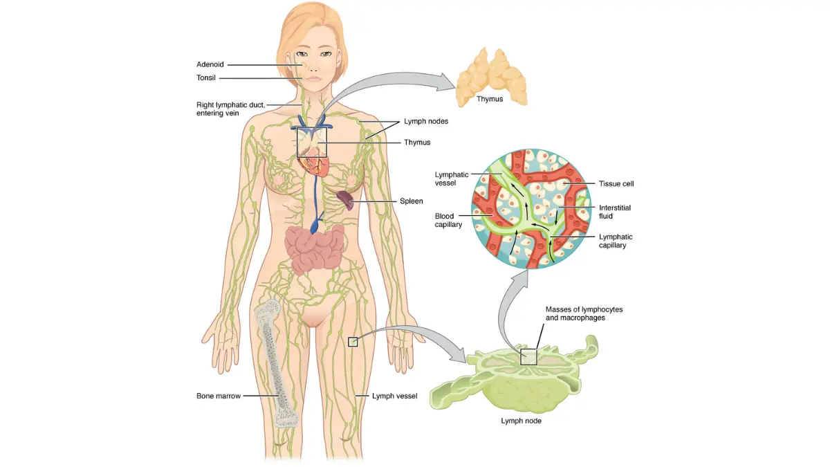 Inflammatory Breast Cancer lymphatic system anatomy illustration showing lymph vessels and lymph nodes