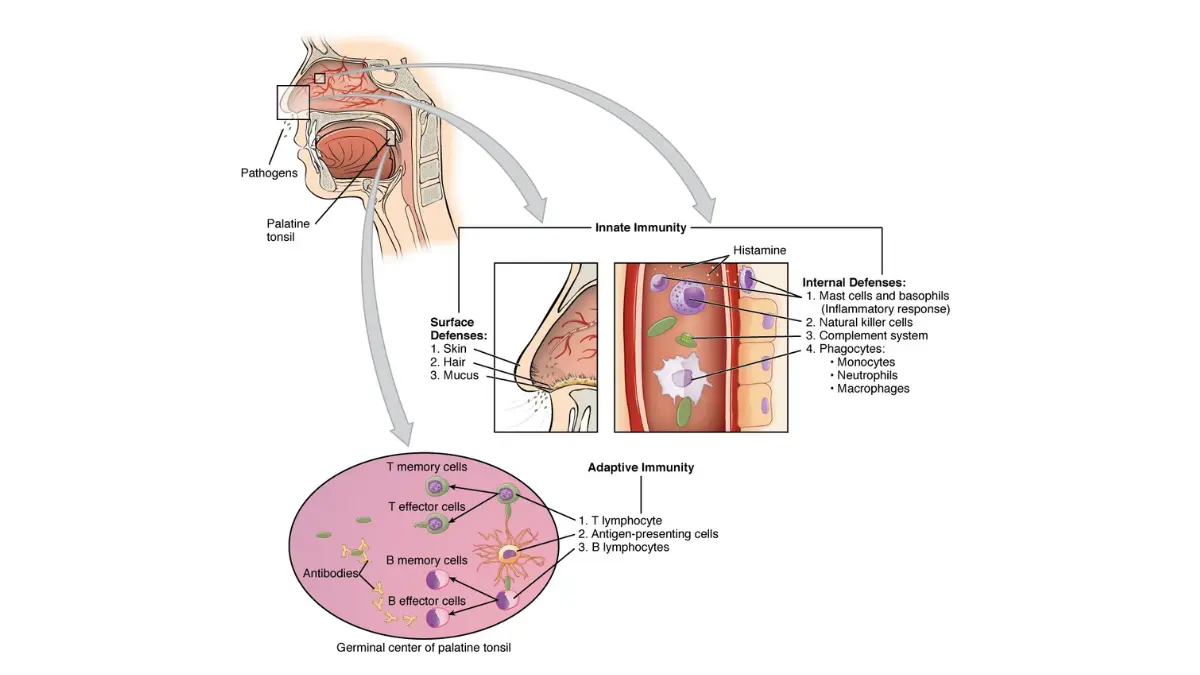 OpenStax Figure 21.12 showing cooperation between innate and adaptive immune responses — the biological foundation of PD-L1 biomarker testing for immunotherapy for lung cancer eligibility