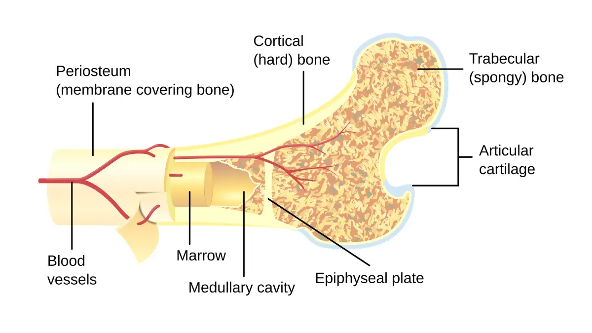 Life after breast cancer bone cross section illustration showing bone density structure affected by hormone therapy.