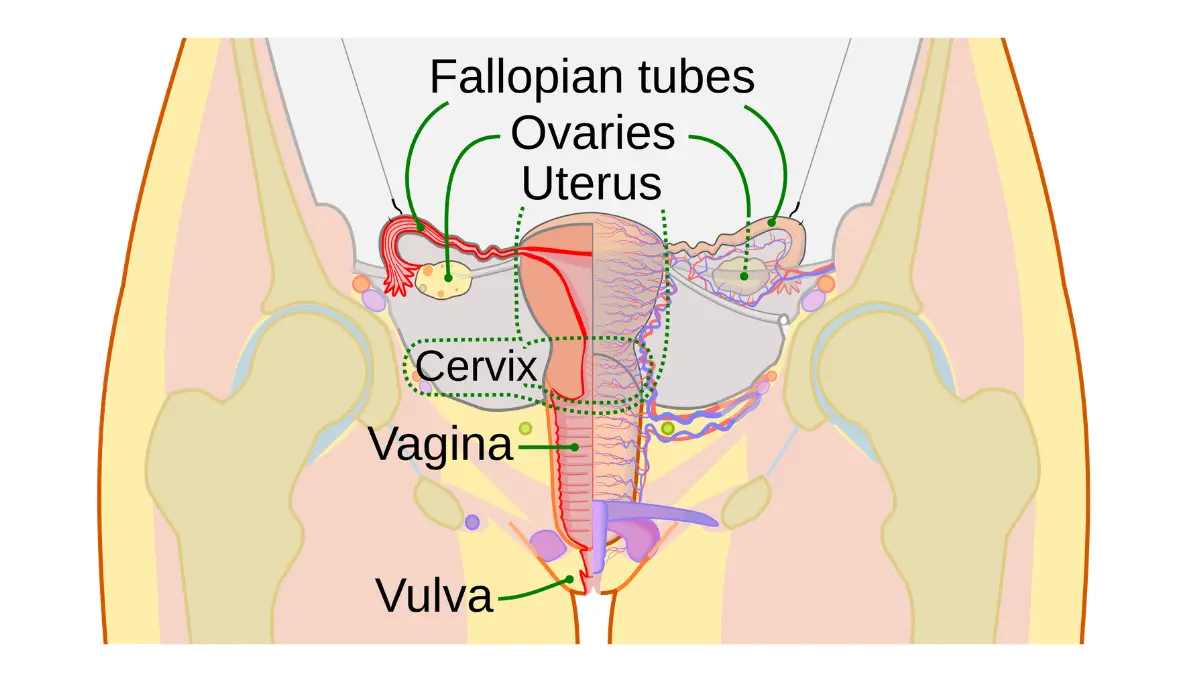 Life after breast cancer female reproductive system anatomy for post treatment fertility and pregnancy planning.