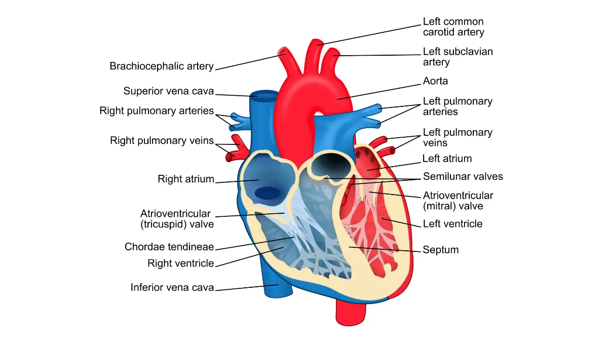 Life after breast cancer heart anatomy diagram for cardiac surveillance after HER2 targeted therapy.