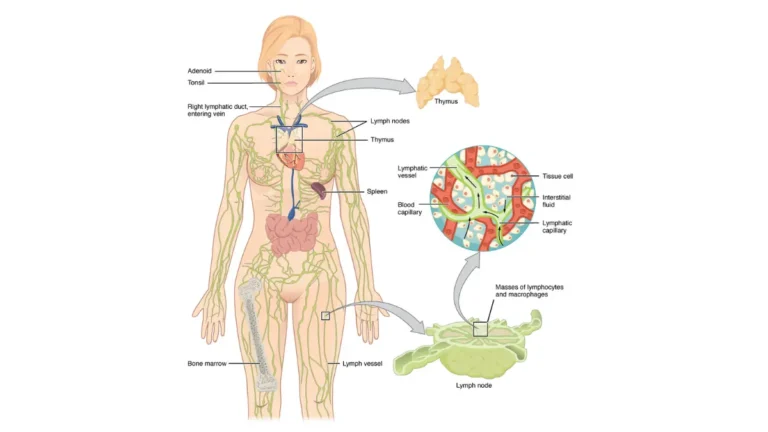 Life after breast cancer lymphatic system anatomy showing major vessels and nodes for post treatment monitoring.