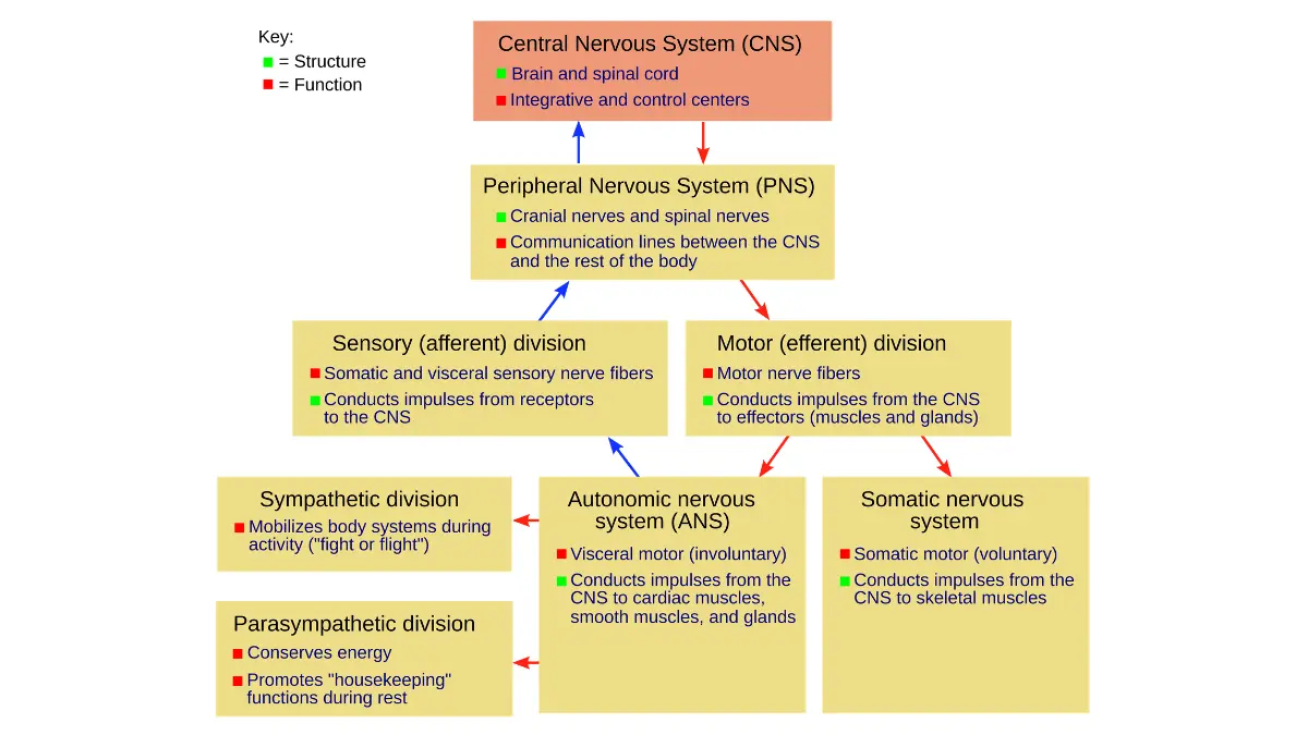 Life after breast cancer nervous system diagram explaining chemo brain cognitive impairment mechanisms.
