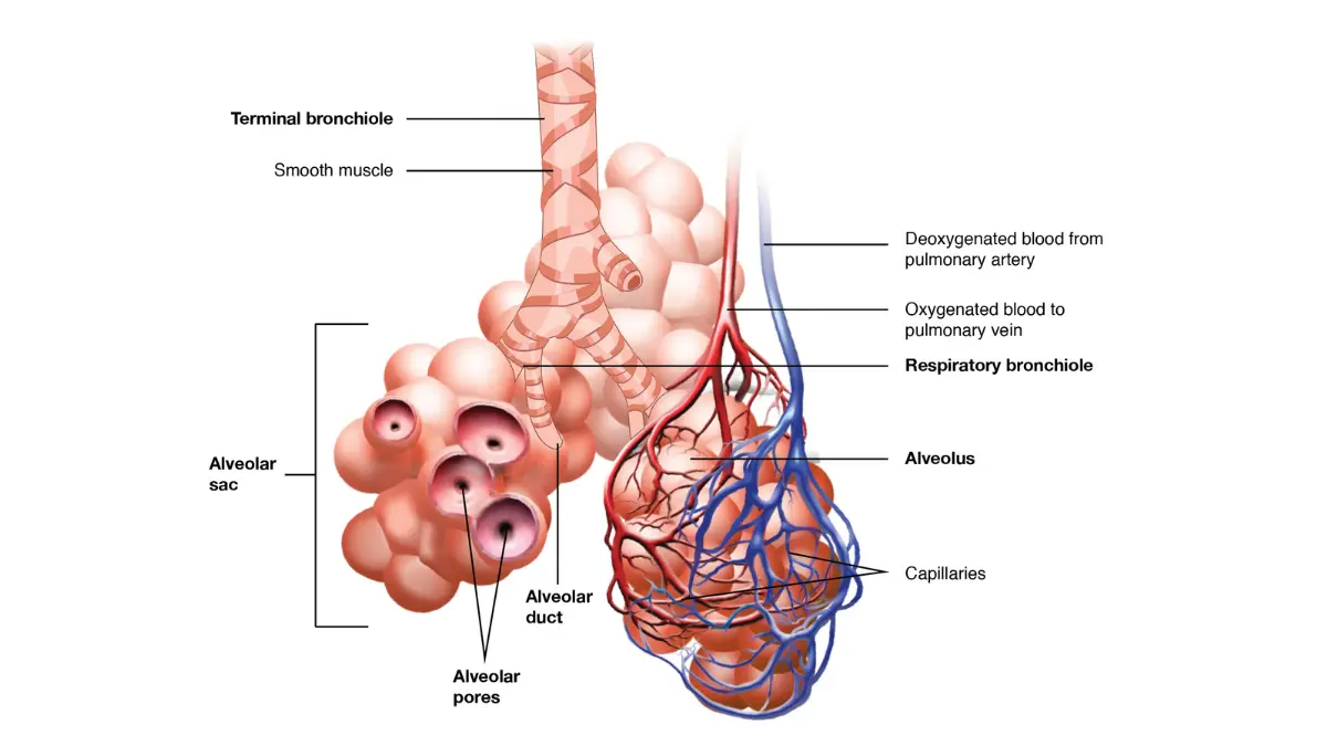 Illustration of lung alveoli and terminal bronchioles — radiation therapy for lung cancer causes double-strand DNA breaks in cancer cells within this alveolar tissue