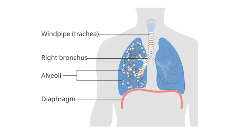liquid biopsy lung alveoli respiratory anatomy illustration showing bronchi and air sacs