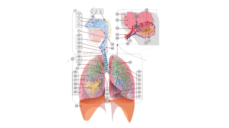 lung biopsy respiratory system anatomy diagram showing lungs bronchi and trachea