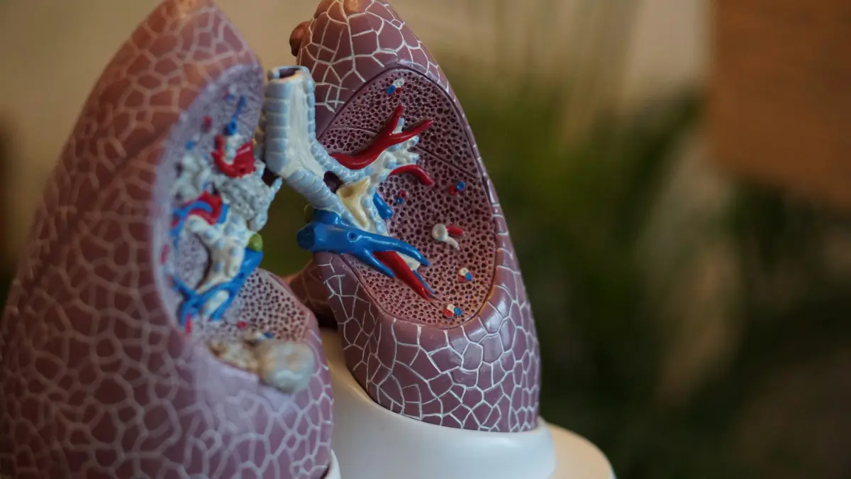 Close-up anatomical lung model showing internal bronchial structure and blood vessels — lung cancer prognosis EGFR biomarker and targeted therapy