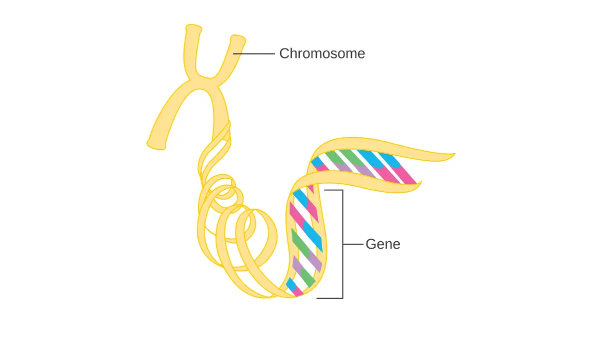 lung cancer diagnosed biomarker testing gene on chromosome showing where EGFR ALK KRAS mutations are identified by next generation sequencing NGS