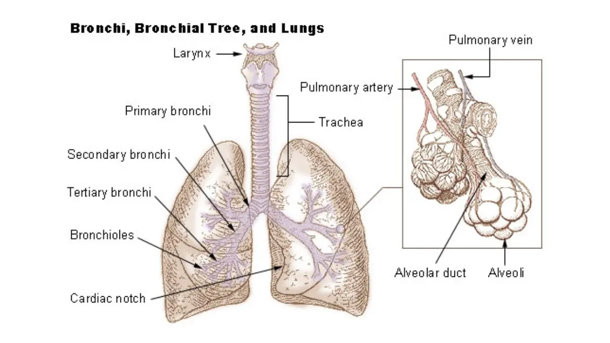 lung cancer diagnosed anatomy of bronchi and lungs showing trachea primary and secondary bronchi for LDCT screening and biopsy