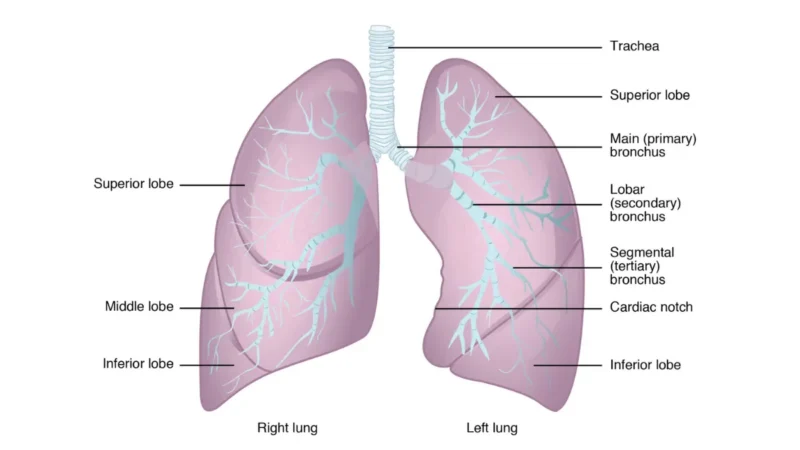 lung cancer diagnosed gross anatomy of human lungs showing right and left lobes trachea and bronchi labeled medical diagram