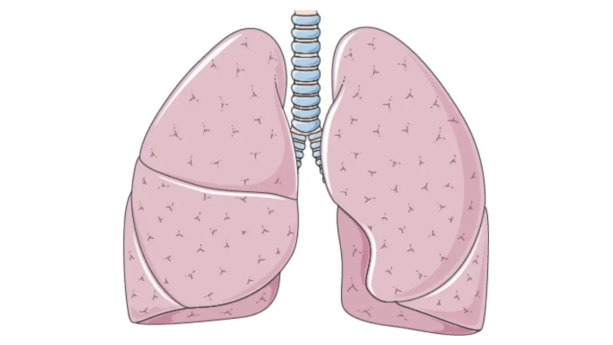 lung cancer diagnosed respiratory system lungs trachea bronchi anatomy assessed by CT scan PET scan X-ray and MRI imaging tests