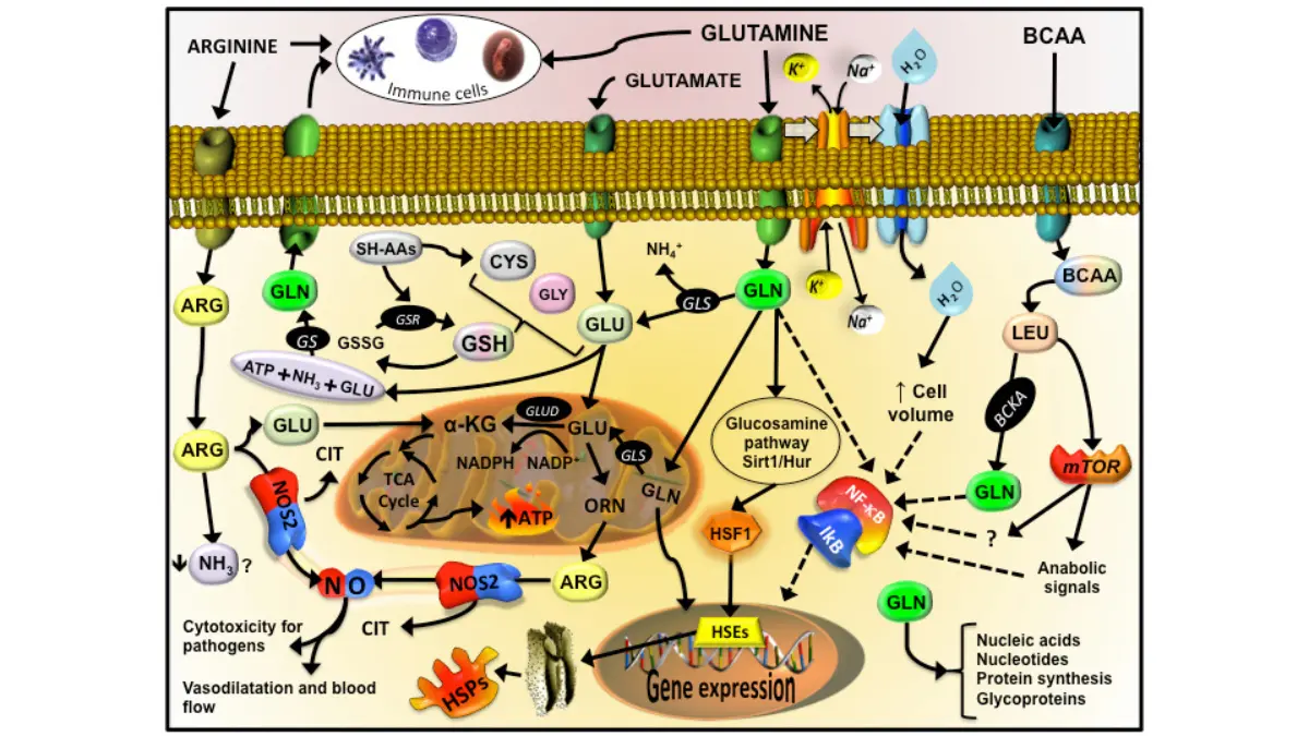 lung cancer diet amino acid immune antioxidant and inflammatory pathway diagram showing how dietary protein from best foods supports glutathione defense and muscle preservation