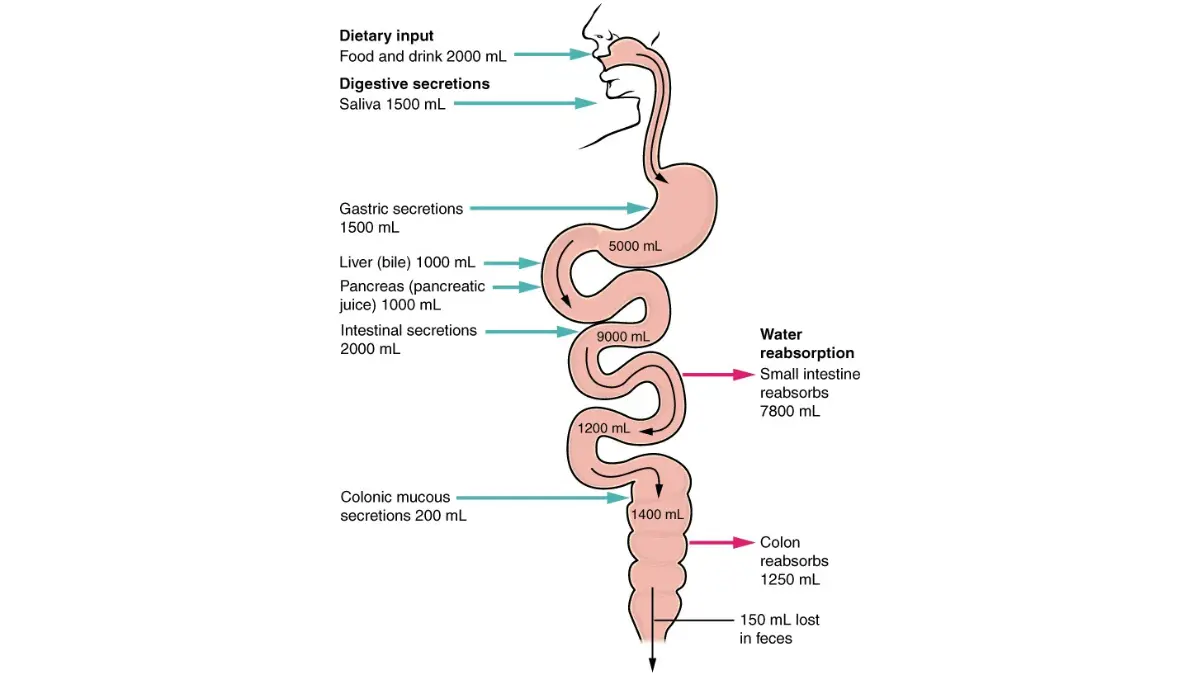lung cancer diet digestive secretions and water absorption diagram showing why avoiding diarrhea-triggering foods during treatment prevents electrolyte loss and dehydration