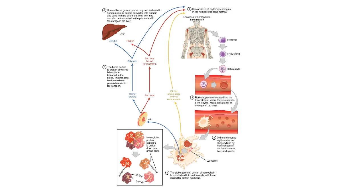 Lung cancer fatigue anemia mechanism OpenStax Figure 18.8 erythrocyte lifecycle showing bone marrow red blood cell production through circulation to macrophage destruction disrupted by chemotherapy causing anemia
