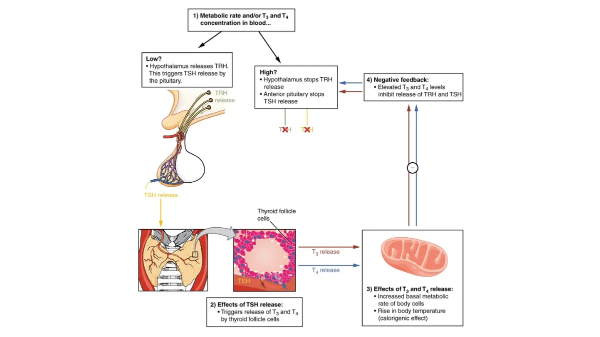 Lung cancer fatigue immunotherapy hypothyroidism OpenStax Figure 17.13 hypothalamic pituitary thyroid negative feedback loop TRH TSH T3 T4 disrupted by PD-1 checkpoint inhibitors causing immune-related thyroid dysfunction