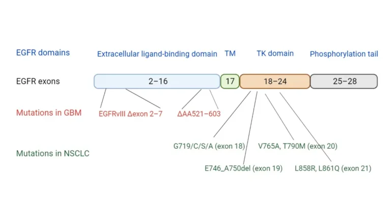 lung cancer genetic testing showing EGFR mutations and tumor biomarker profiling in NSCLC targeted therapy