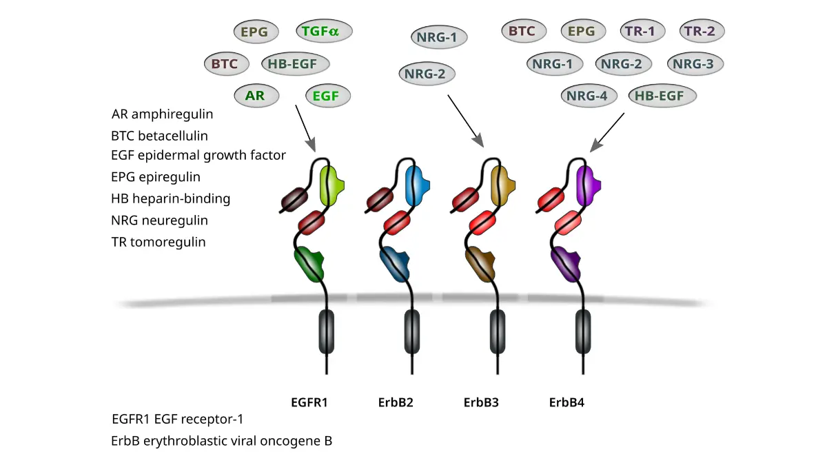 lung cancer genetic testing illustration showing EGFR receptors and targeted therapy signaling pathways