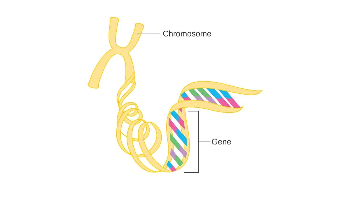 lung cancer genetic testing diagram showing genes and chromosomes involved in tumor biomarker mutations