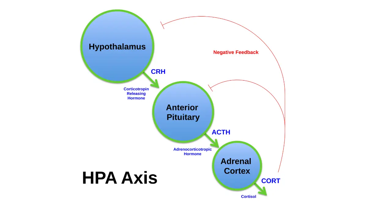 Lung cancer mental health — HPA axis diagram showing hypothalamus pituitary adrenal gland stress-response loop disrupted by cancer cytokines causing clinical depression
