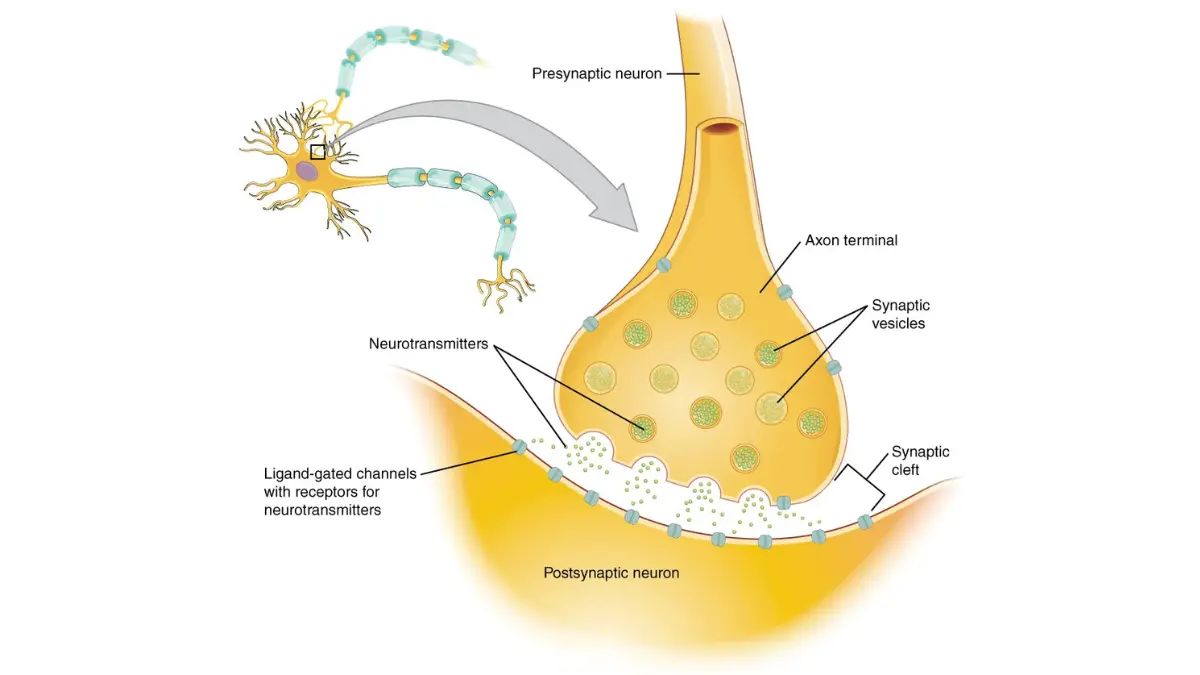 Lung cancer mental health — OpenStax Figure 12.27 synapse diagram showing serotonin neurotransmitter reuptake pathway blocked by SSRI antidepressants sertraline and escitalopram in lung cancer depression treatment