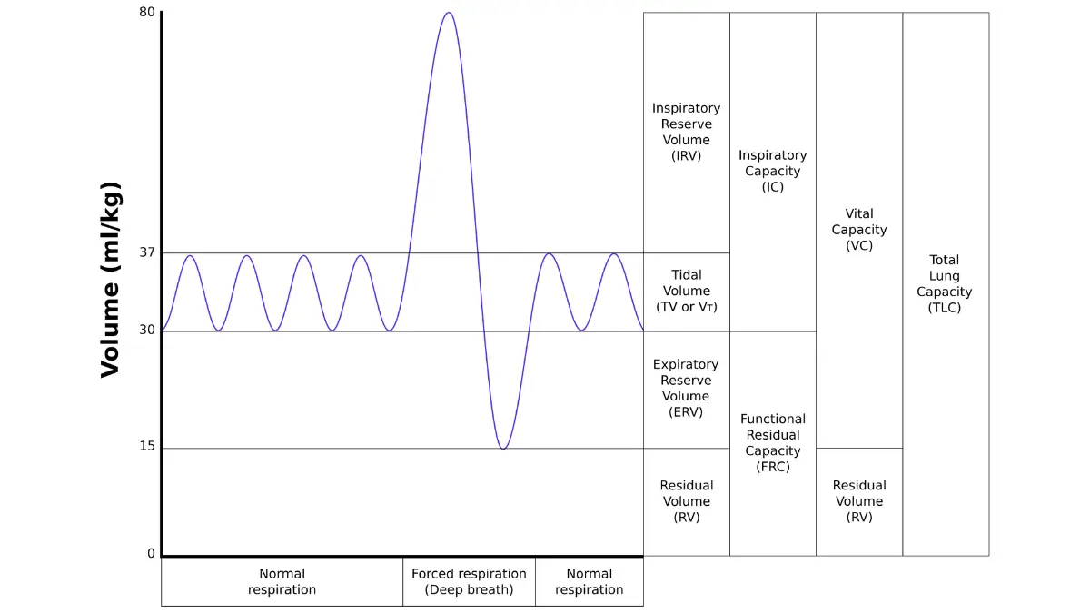 lung cancer surgery eligibility pulmonary function test FEV1 FVC lung volumes spirometry diagram
