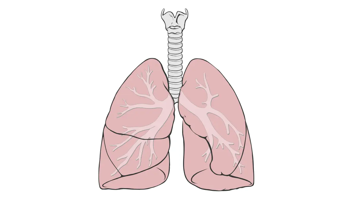 lung cancer surgery lung lobes anatomy diagram showing five lobes lobectomy segmentectomy