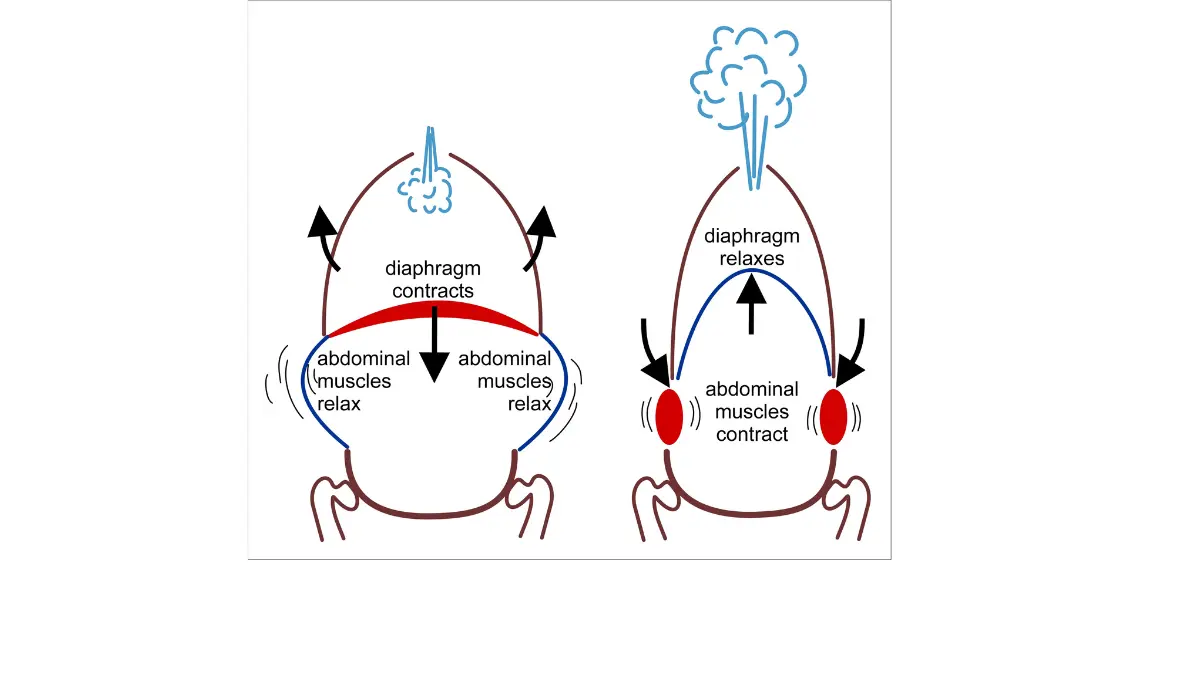 lung cancer surgery recovery breathing muscles pulmonary rehabilitation diaphragm intercostal thoracic