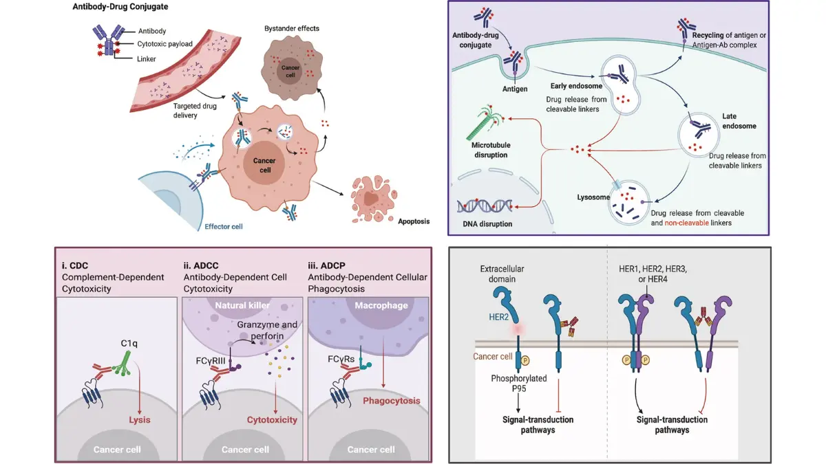 lung cancer treatment antibody-drug conjugate ADC mechanism targeted smart bomb killing tumor cells 2026