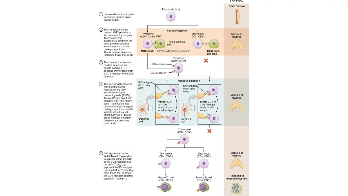 lung cancer treatment immunotherapy adaptive immune response cytotoxic T-cell CD8 tumor killing mechanism pembrolizumab 2026