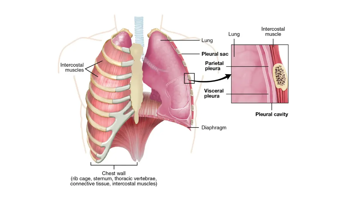 lung cancer palliative care pleural anatomy illustration showing pleural space and lung lining